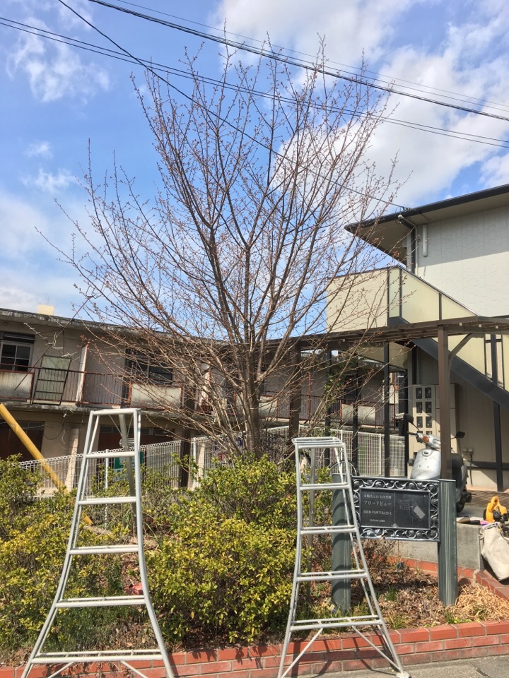 アパートの桜の木の伐採 T T 坪井造園の花時期日記