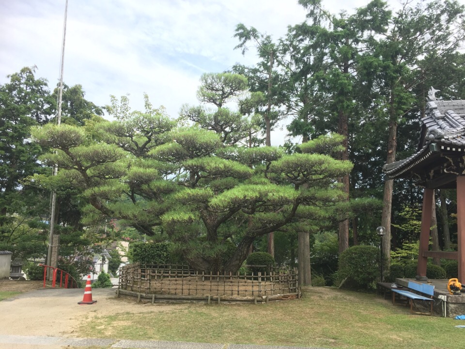 松の剪定5日目 坪井造園の花時期日記