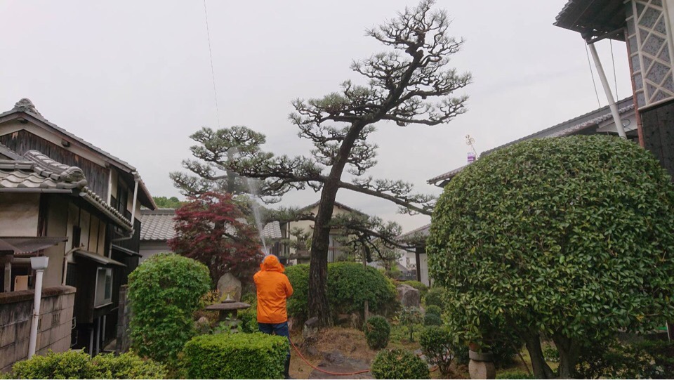 毛虫の発生時期になりました 坪井造園の花時期日記